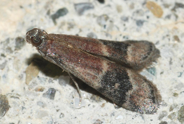 Pyralidae 11